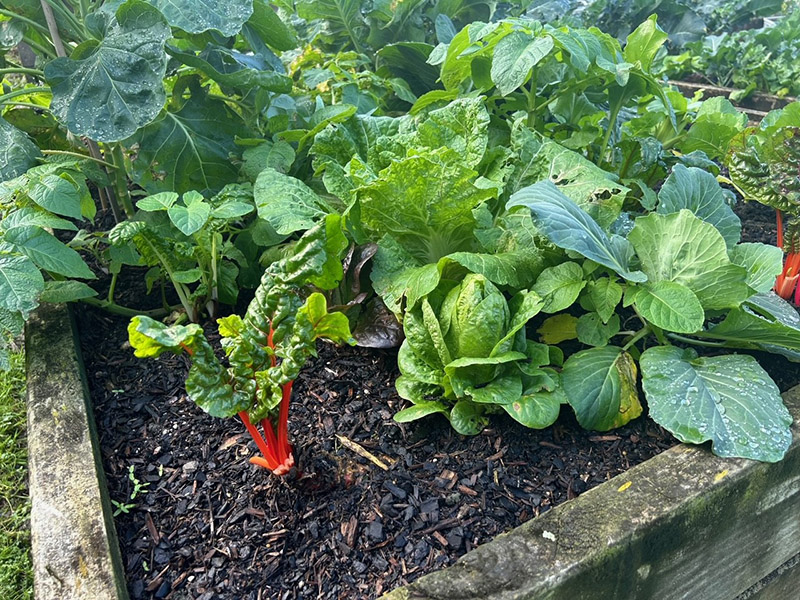 Foodbank Gardens